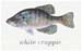 crappie